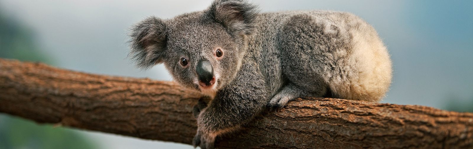 Koala bear sales house shoes